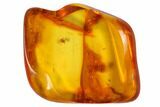 Detailed Fossil Spider, Wasp and Fly in Baltic Amber #128341-1
